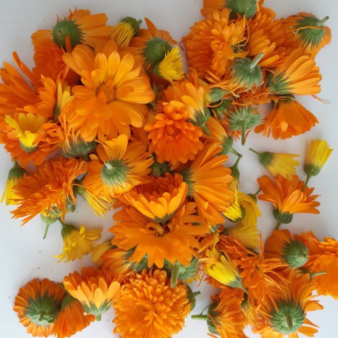 Pétales de calendula